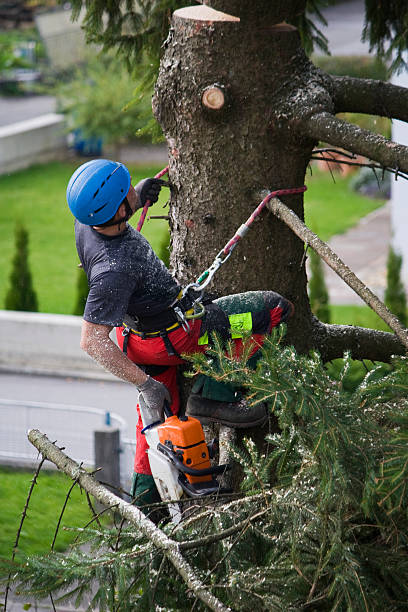 Reliable Bountiful, UT Tree Removal Solutions